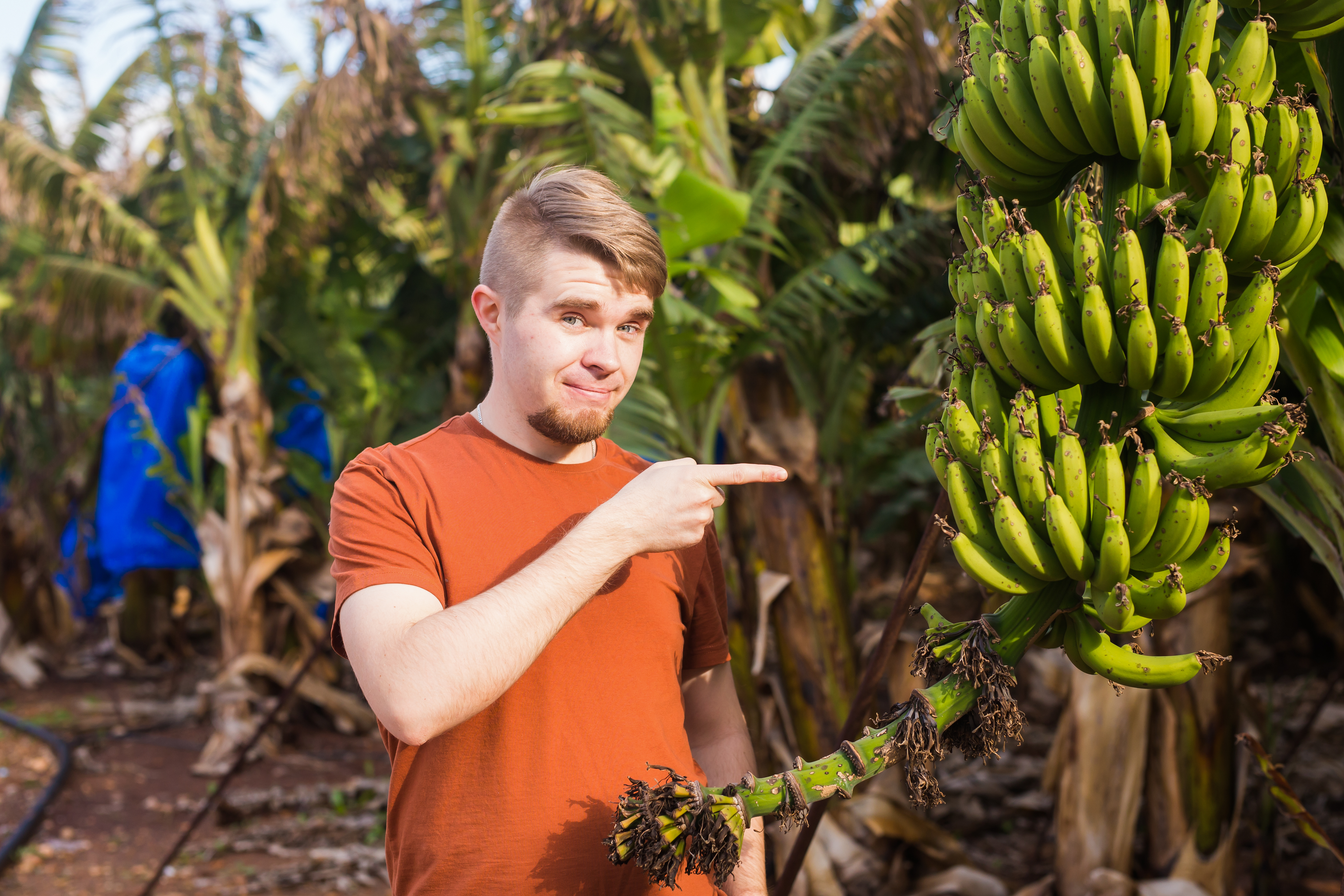 INPI recebe pedido de IG para banana de Corupá e seminário lança norma ABNT.